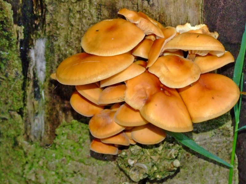 Family of Brown mushrooms.