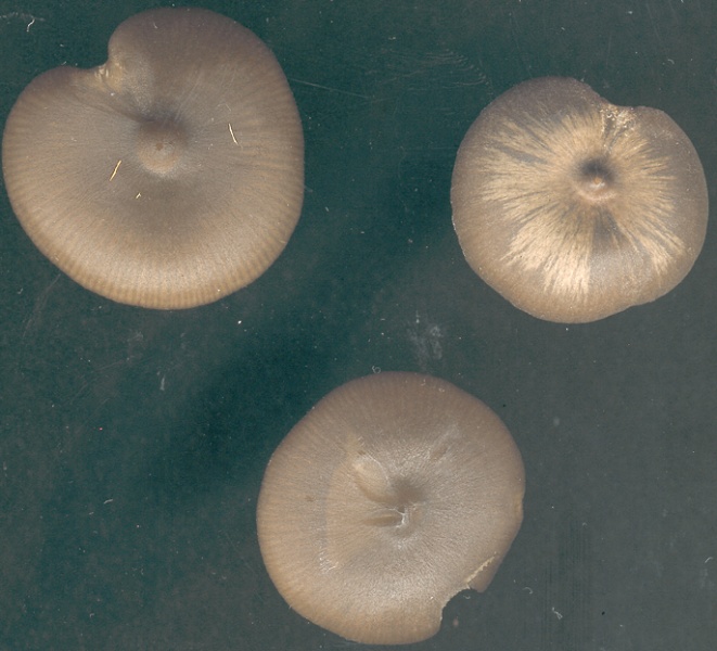 Mushrooms 2007