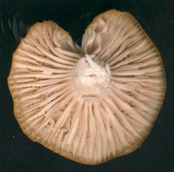 Mushroom 