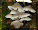 Mushroom Tree.