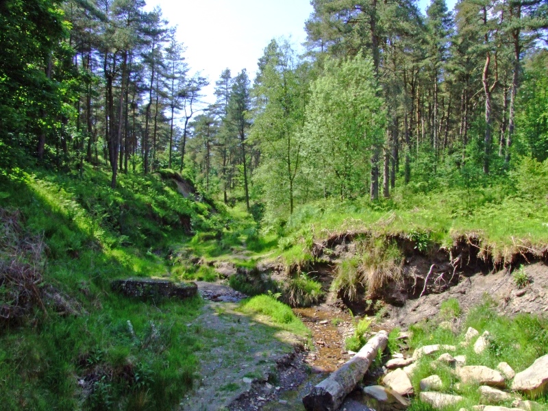 Ogden Water.