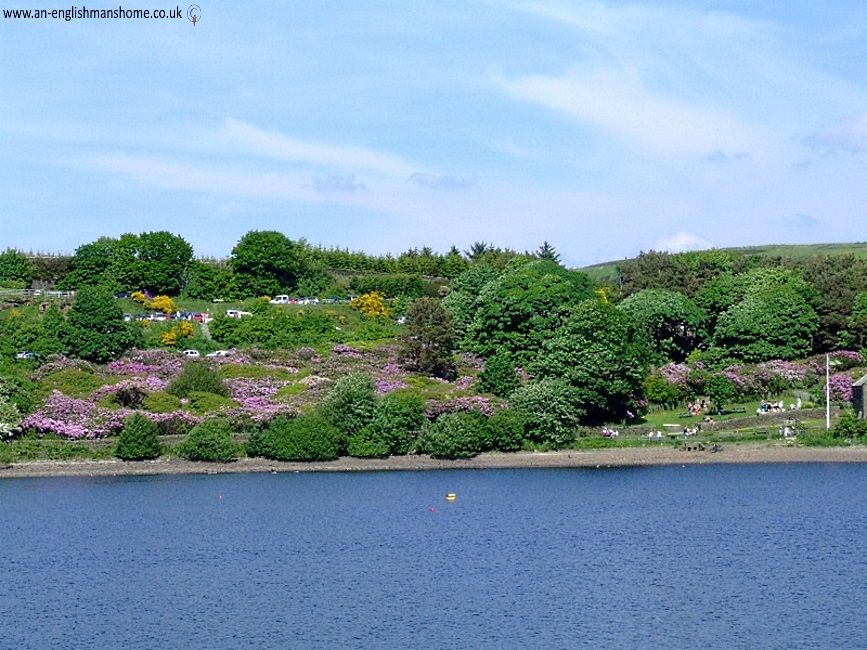 Ogden Water.