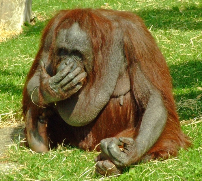 Orangutan.