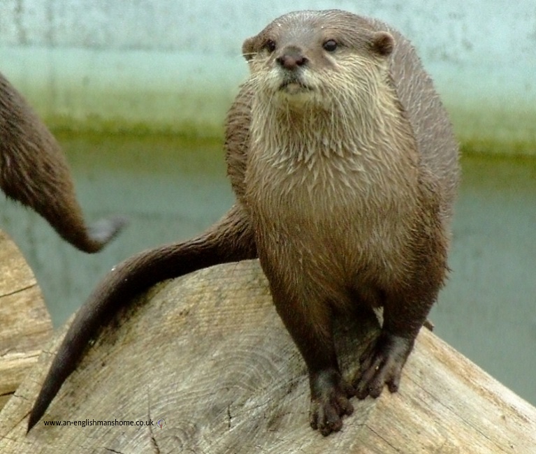 Otter.