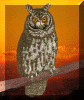 Owl.