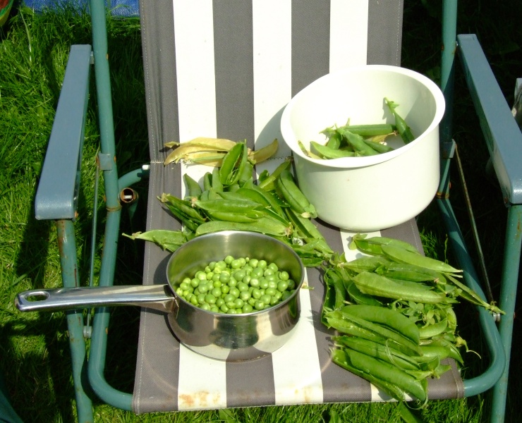 peas 2007