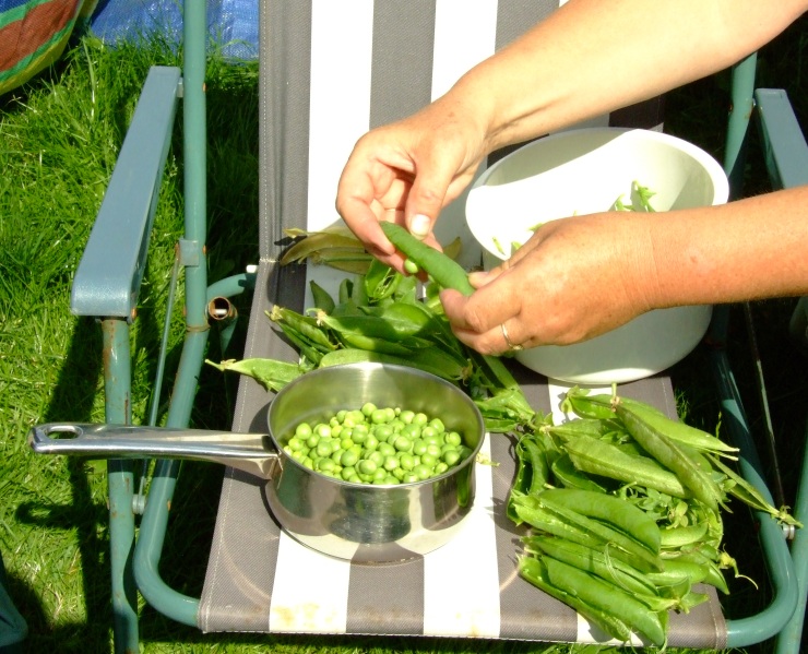 peas 2007