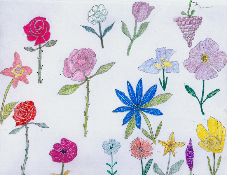 A mixture of flowers in pencil.