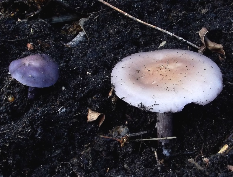 Two Mushrooms spotted 26th November 2011.