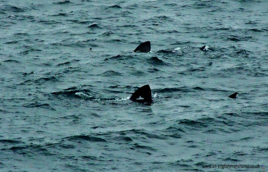 Sharks on the Scottish West coast.
