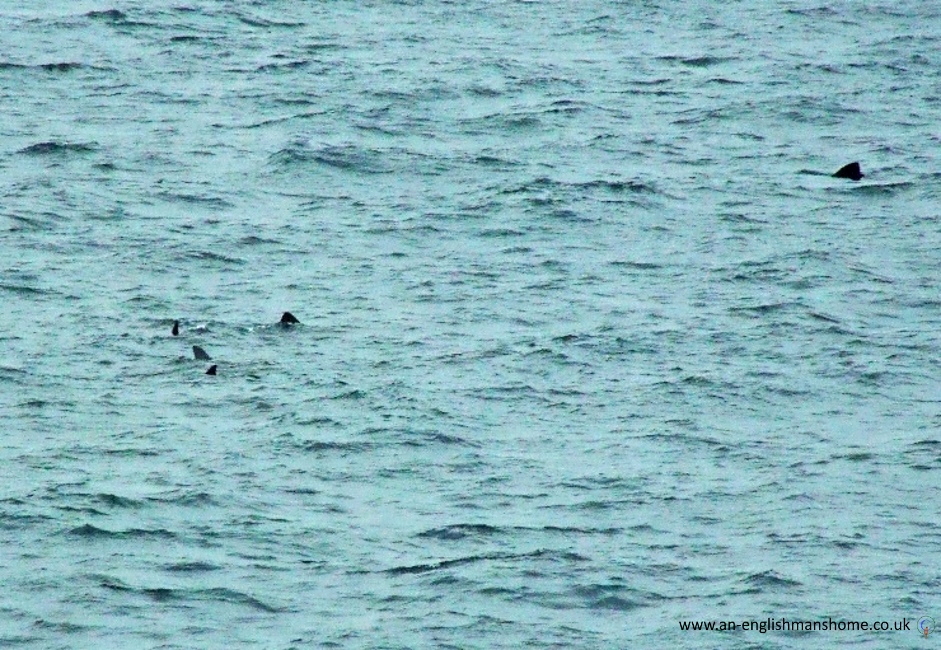 Sharks on the Scottish West coast.