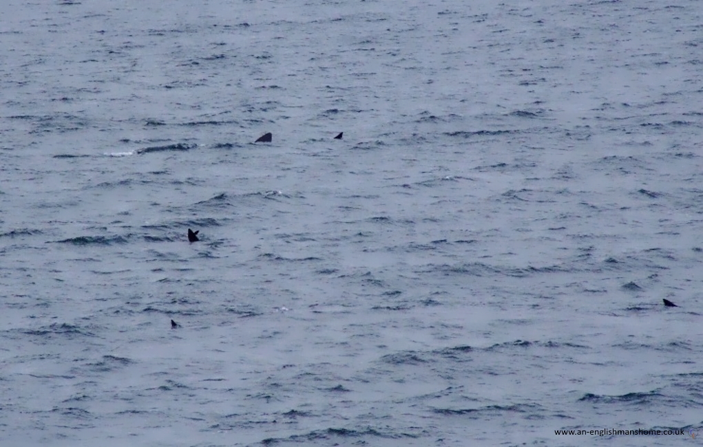 Sharks on the Scottish West coast.
