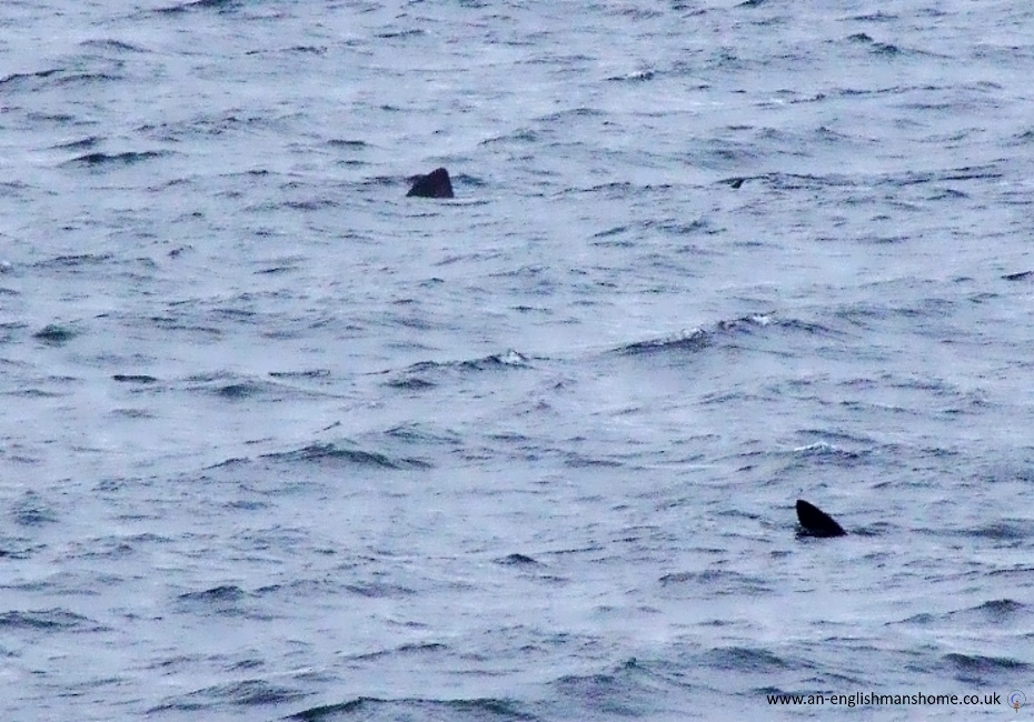 Sharks on the Scottish West coast.