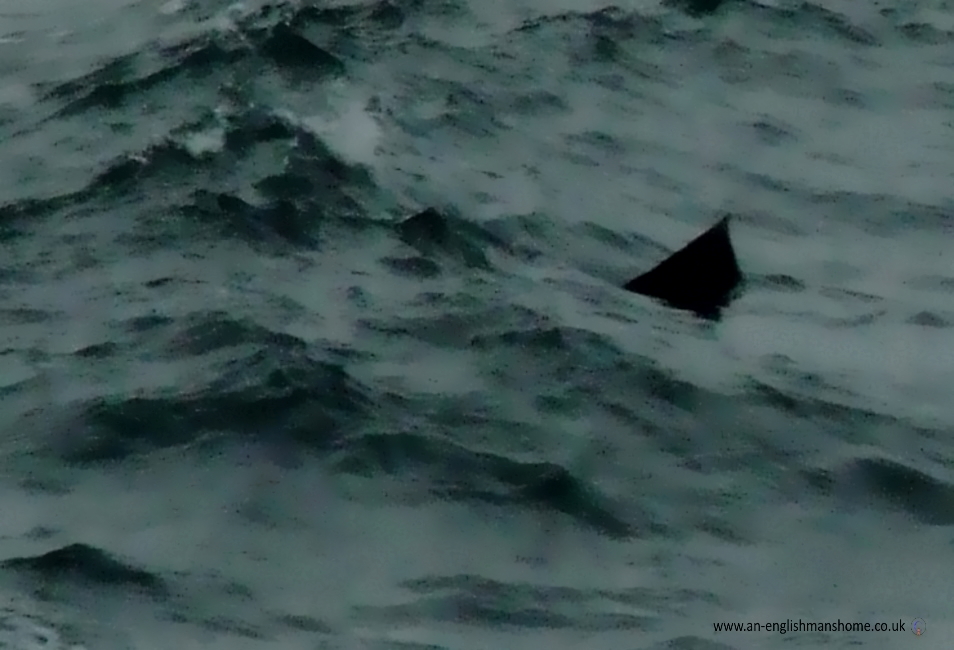 Sharks on the Scottish West coast.