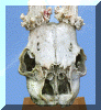 Unknown skull