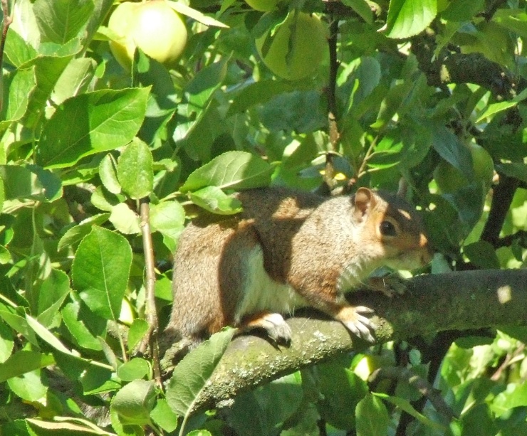 Squirrel