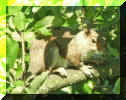 A squirell in an apple tree.