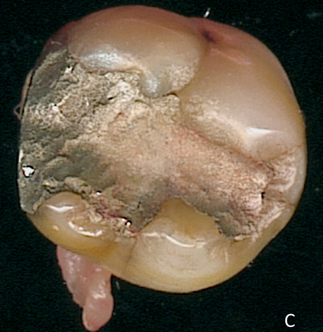 Copyright � Albutross 2007