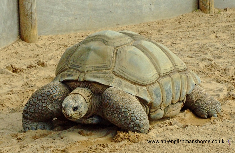 Giant Tortoise.