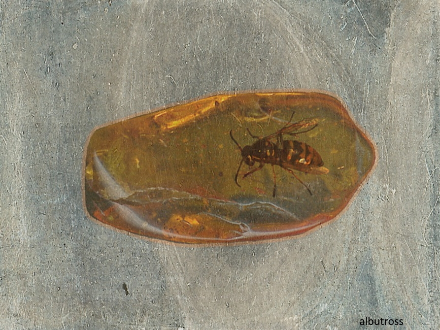 Wasp in Amber.