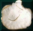 White mushroom.