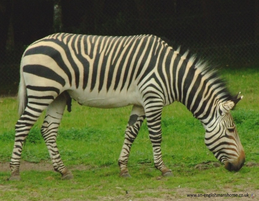 Zebra.