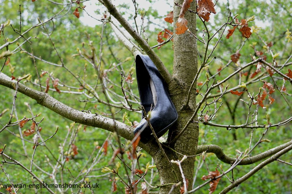 Shelf Park and Woods 2014.