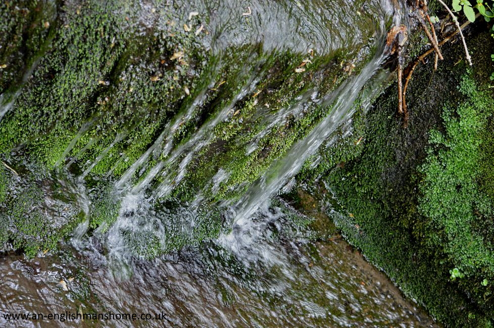 Shelf Park and Woods 2014.