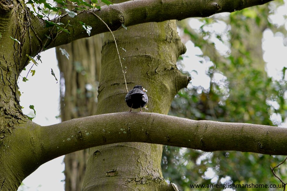 Shelf Park and Woods 2014.