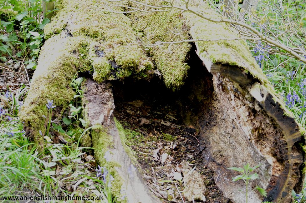 Shelf Park and Woods 2014.