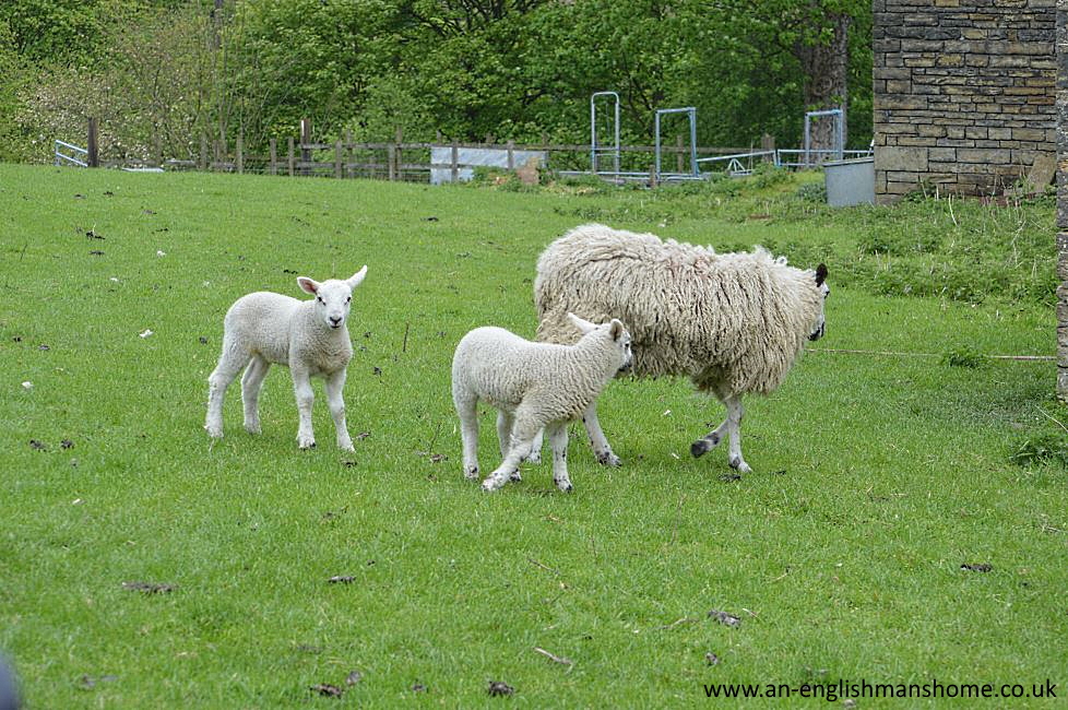 Shelf Park and Woods 2014.