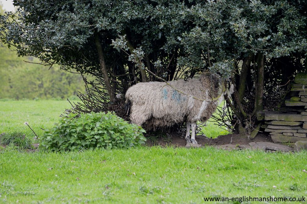 Shelf Park and Woods 2014.