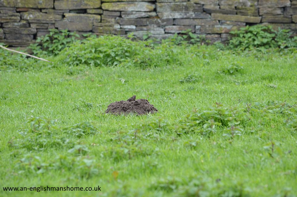 Shelf Park and Woods 2014.