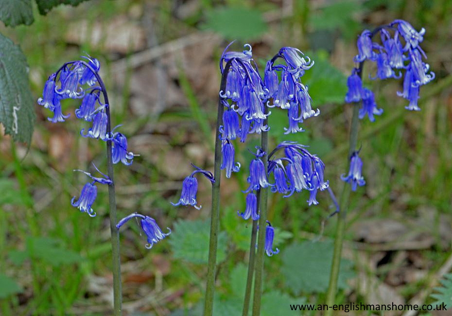 Shelf Park and Woods 2014.