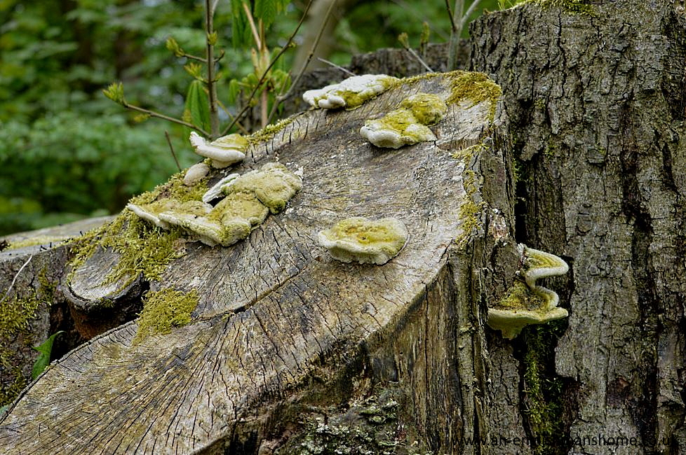 Shelf Park and Woods 2014.