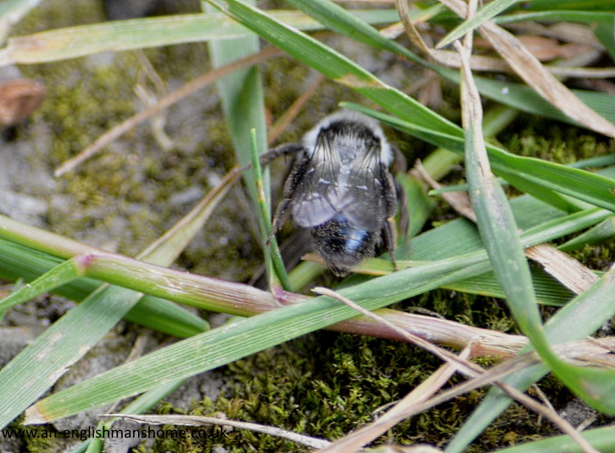 Shelf Park and Woods 2014.